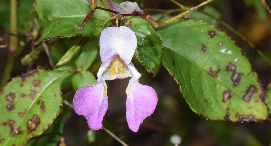 Impatiens balfourii  (Balsaminaceae)